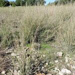 Bouteloua curtipendula Habit