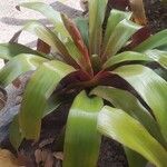 Guzmania monostachia Levél