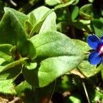 Lysimachia foemina Fula