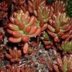 Sedum × rubrotinctum Folha