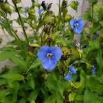 Commelina coelestis फूल