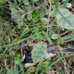 Carpodetus serratus Leht