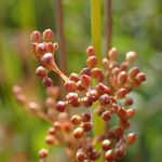 Juncus usitatus Fruitua