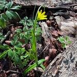 Gagea spathacea Bloem