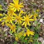 Senecio ampullaceus Flower