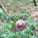 Diospyros virginiana Fruit