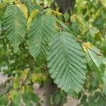 Carpinus orientalisFolla