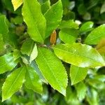 Prunus caroliniana Лист