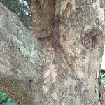 Combretum kraussii Bark