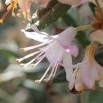 Rhododendron pubescens Flor