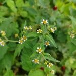 Galinsoga quadriradiataFlower