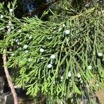 Juniperus bermudiana Fruit