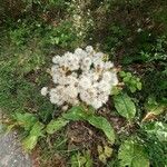 Petasites paradoxus 果實