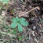 Potentilla anglica Foglia