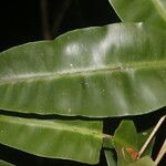 Elvasia elvasioides Leaf