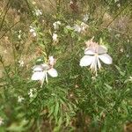 Oenothera gauraFlower