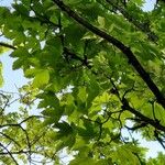 Acer pseudoplatanus Blad