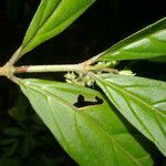 Bertiera bracteosa Leaf