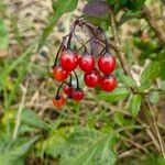 Solanum dulcamaraFruto