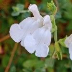 Salvia microphylla 花