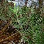 Leptosiphon floribundus Habit