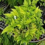 Selaginella haematodes Hábito