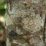 Baphia pubescens Φλοιός