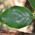 Monimia rotundifolia Leaf