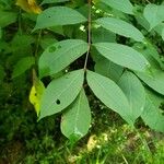 Toxicodendron vernix 葉