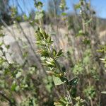 Brickellia californica Flower