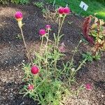 Gomphrena globosa Habit