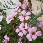 Vaccaria hispanica Flor