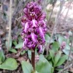 Himantoglossum robertianum Fula