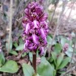 Himantoglossum robertianum Fleur