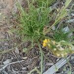 Malacothrix californica Leaf