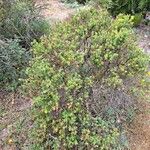 Hypericum balearicum Habitus