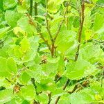 Betula humilis Leaf