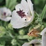 Althaea officinalis Blomma