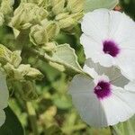 Astripomoea lachnosperma Květ