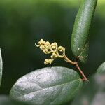 Microcos schmitzii Blatt