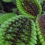 Pilea involucrata Ліст