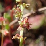 Rumex bucephalophorus Flower