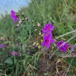 Talinum portulacifolium Blüte