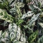 Aglaonema nitidum ഇല