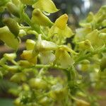 Polystachya odorata Flower