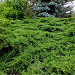 Juniperus horizontalis Leht