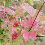 Viburnum opulusLeht