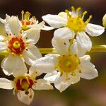 Boswellia sacra Blomma