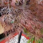 Acer palmatum Hoja