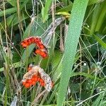 Iris foetidissima Ffrwyth